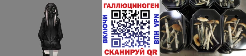 kraken зеркало Николаевск-на-Амуре Галлюциногенные грибы Cubensis где продают наркотики